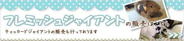フレッシュジャイアントの販売はこちら
